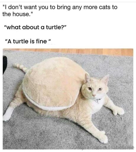 Isabelame トップモデル 画像