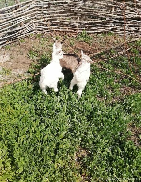 mirniy アダルトスター アーカイブ