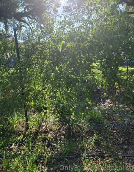 deealice 裸のポルノスター 写真