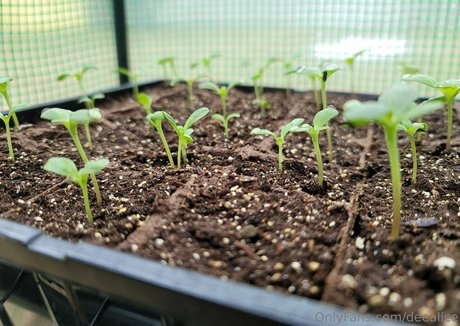 レズビアンセックスOnlyFans エロチック 画像