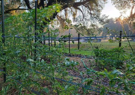 deealice 完璧なモデル 画像