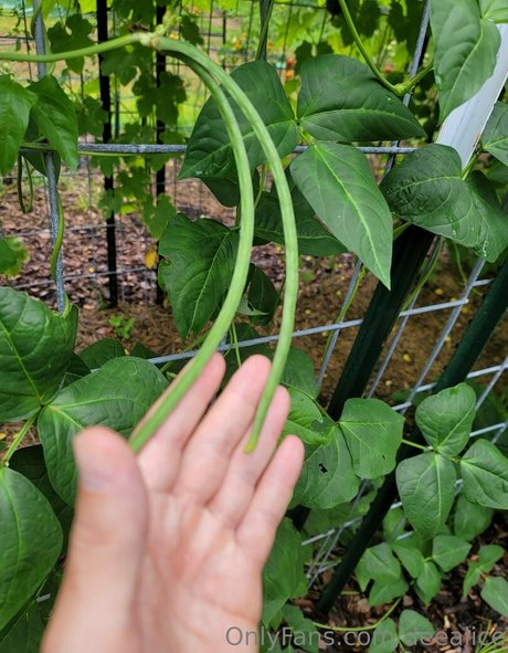 deealice セクシー女優 ギャラリー