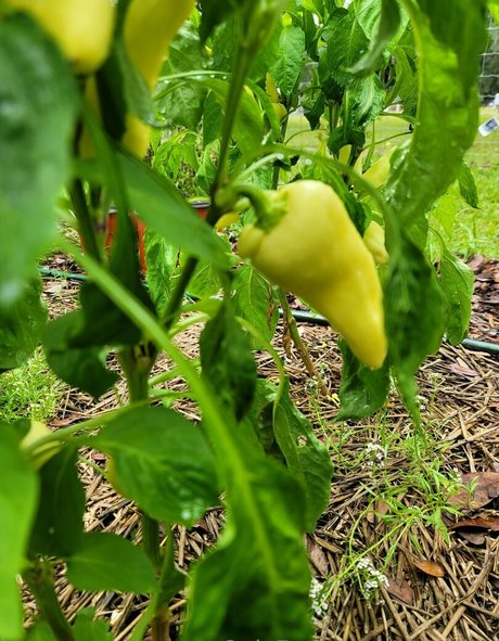 deealice ポルノスター 可愛い 写真