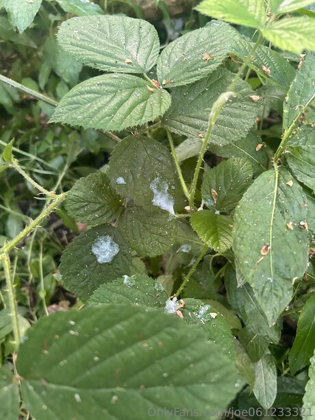 ゲイランジェリーOnlyFans ベスト 画像