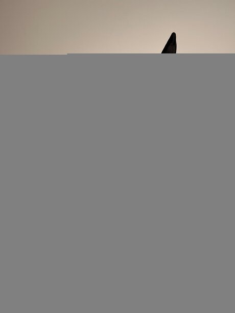 Domicute スター アーカイブ