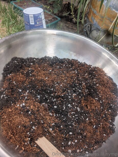 Natures Lil Nymp 高品質のポルノスター アーカイブ