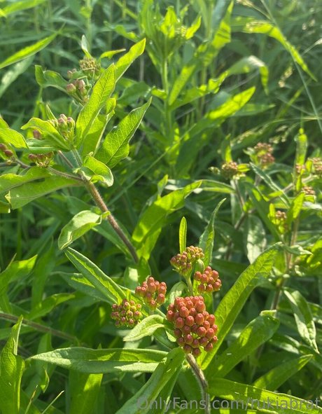 rukiabrat ポルノスター ヌード 画像