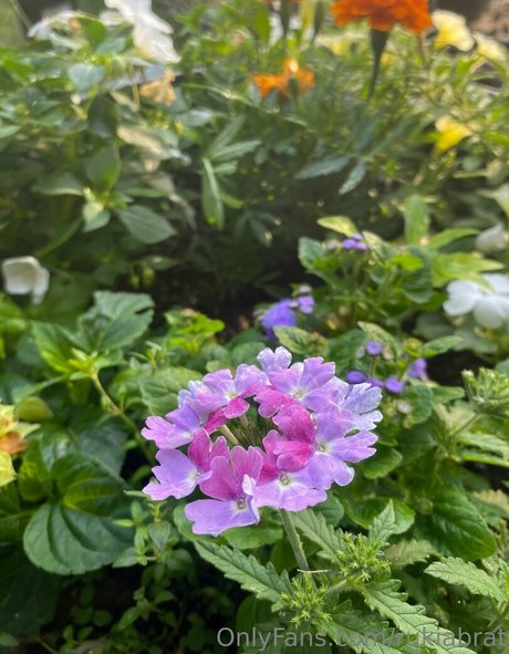 rukiabrat 独占スター 写真