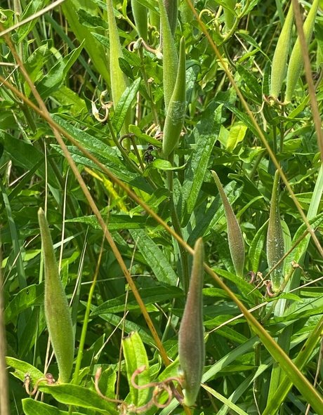 rukiabrat 最高のポルノスター 画像