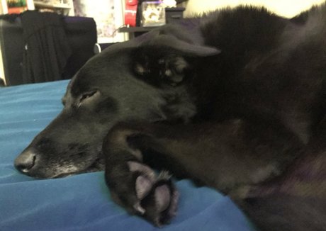 scarletlabelle ポルノモデル 写真