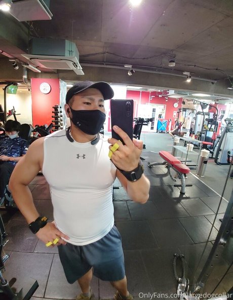 largedogcollar 無料のスター 画像