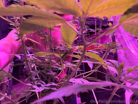 Duracell22 エロティックなポルノスター ギャラリー