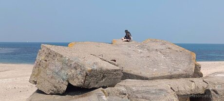 Poilsdesorcier Efree HDスター 写真