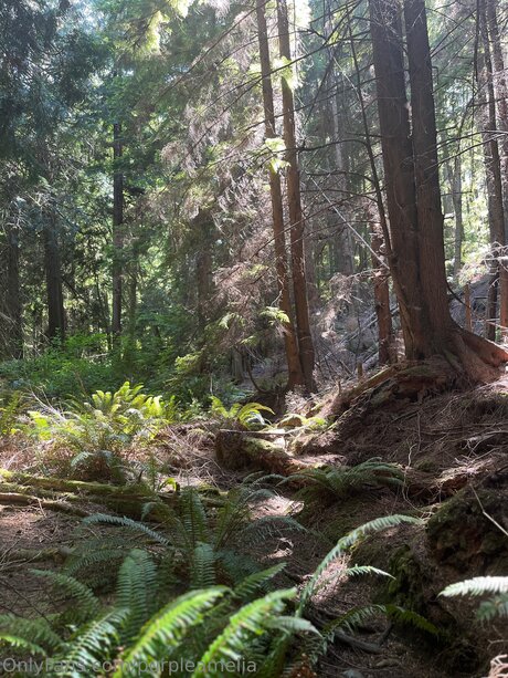 Offgridamelia 素敵なモデル 画像