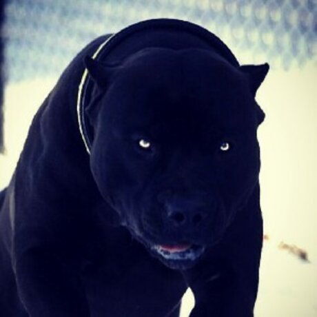 Evildarkd k セクシーなスター 画像