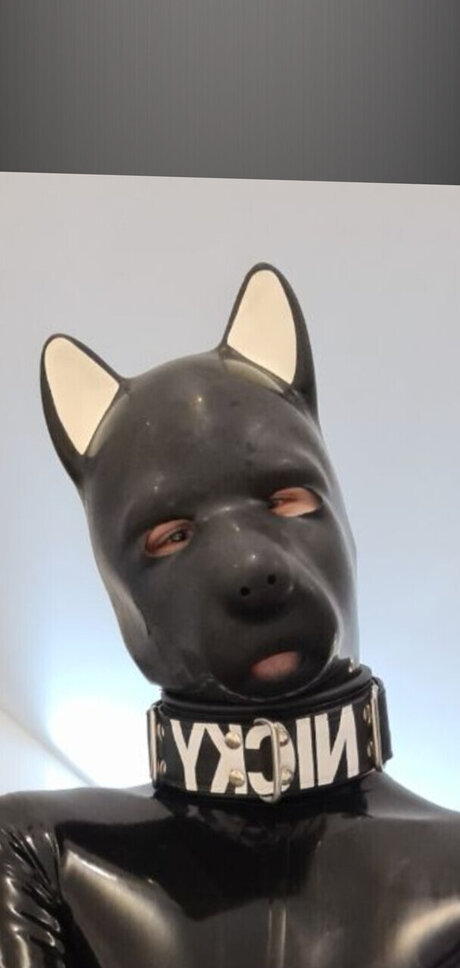 PupNicky 高品質スター 写真