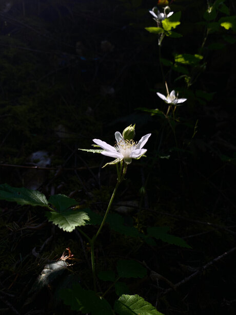 Meowmeowmeow 無料のポルノスター 画像