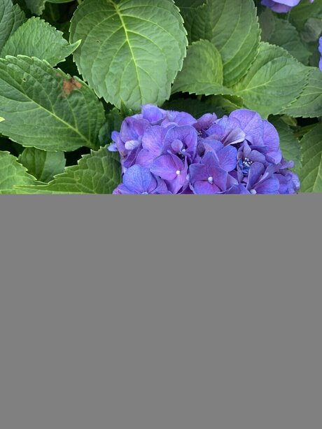 Mollusc 完璧なモデル 画像