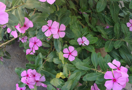 Lucillexs ポルノモデル 画像