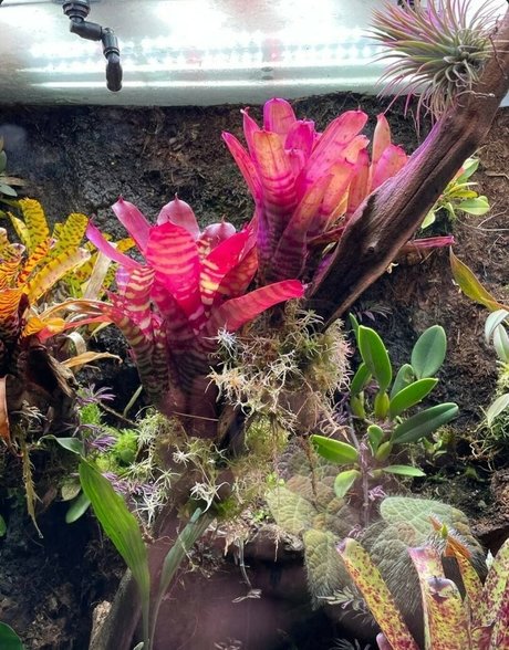 Ady Dark ポルノモデル 写真