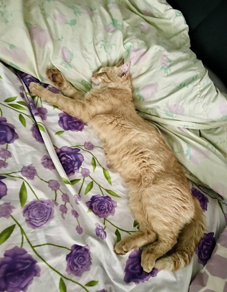 Suzanna De Rose 完璧なポルノスター 写真