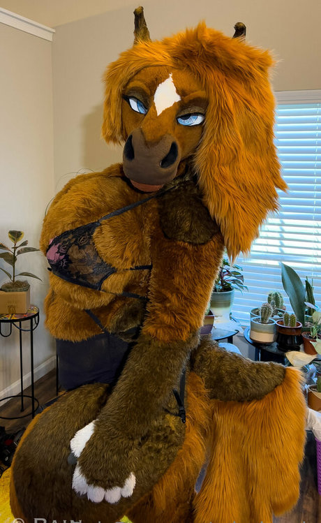 rain horsie ホットスター 写真