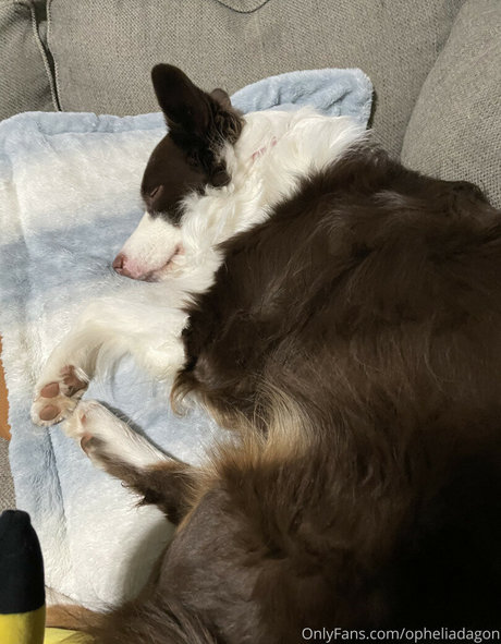 ブラック・ポーグ・オンリーファンズ パーフェクト 写真