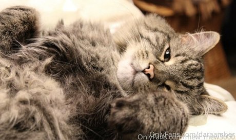 daraamber 素敵なスター 写真