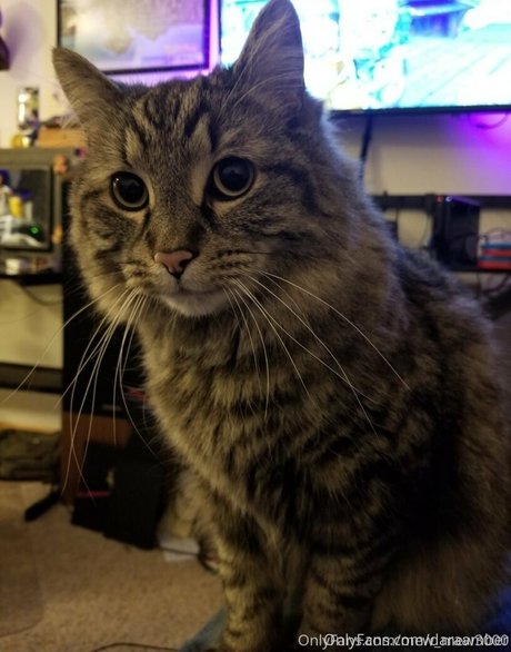 daraamber アートポルノスター 写真