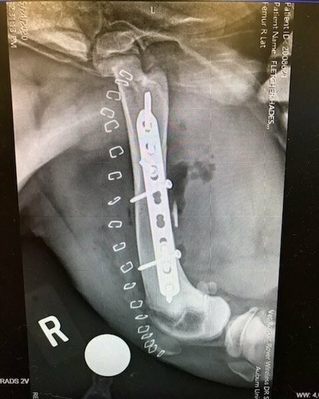 thesarahbnkx 美しいポルノスター 写真