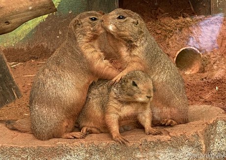 omankovivi セクシーなポルノスター 写真