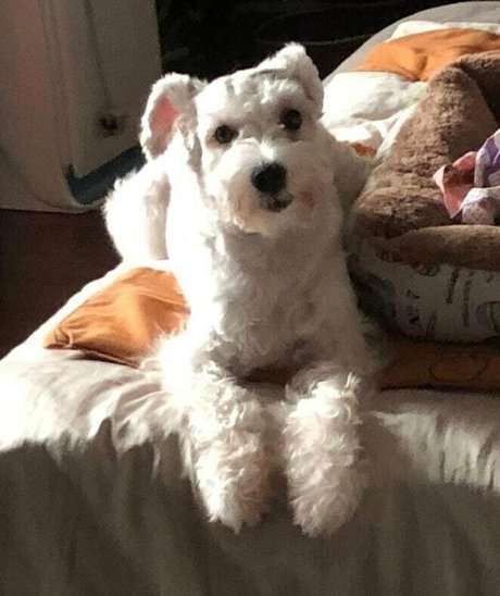 iamdorasnowfree エロティック女優 写真