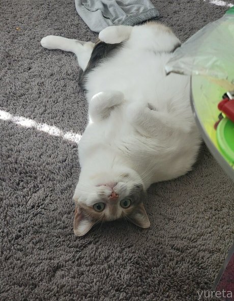 アジアンフィットネス OnlyFans セクシー 写真