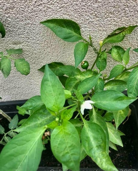 sweet 2002 可愛いモデル 写真