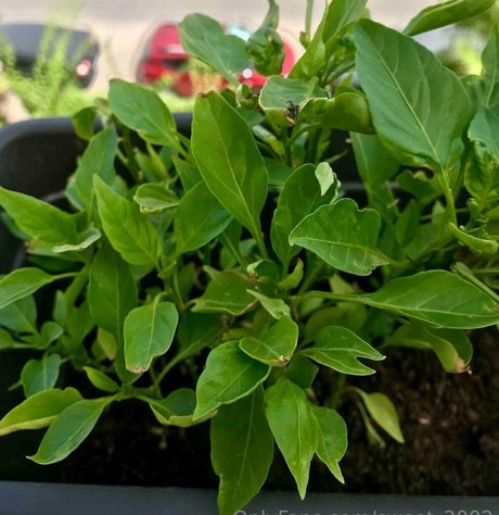 花嫁オンリーファン ヌード 写真