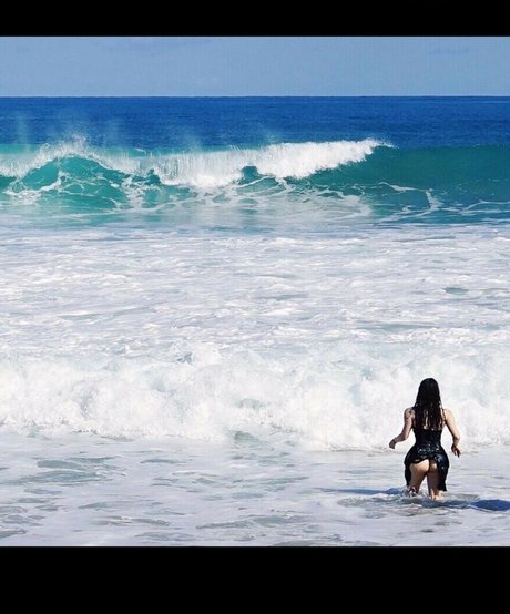 エボニートップオンリーファン 美しい 画像