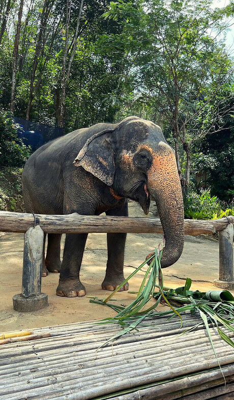 AGflower Cosplay ポルノスター ホット アーカイブ