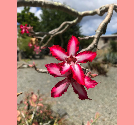 フェムボーイアジアンOnlyFans ホットヌード 写真