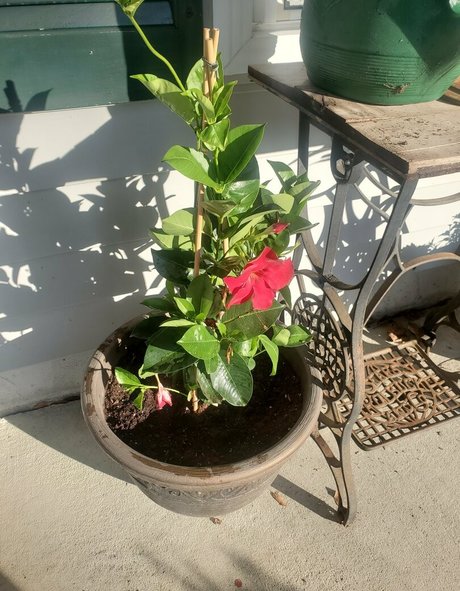 bee88i 素敵なスター 画像