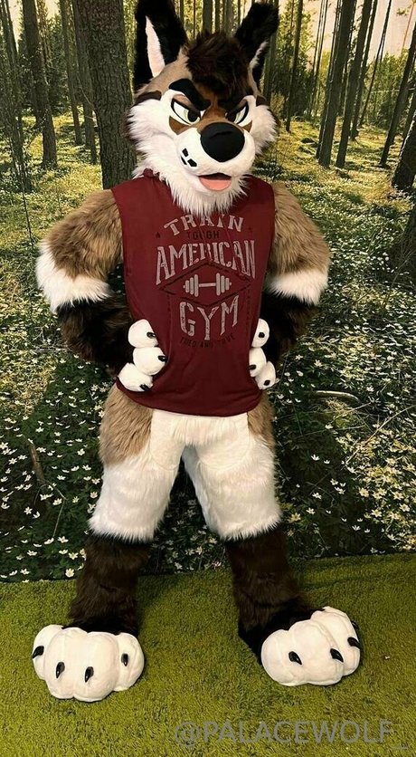 palacewolf HDスター 写真