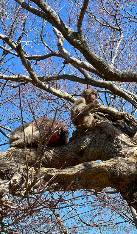 黒人フェムボーイOnlyFans ポルノグラフィック ギャラリー