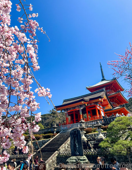 チンコを持つ女たち OnlyFans ポルノグラフィック 写真