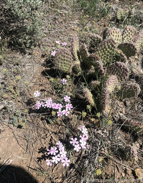 naomiwildman3 ホットスター 画像