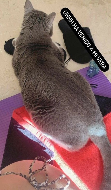 Pettans XXXモデル ギャラリー