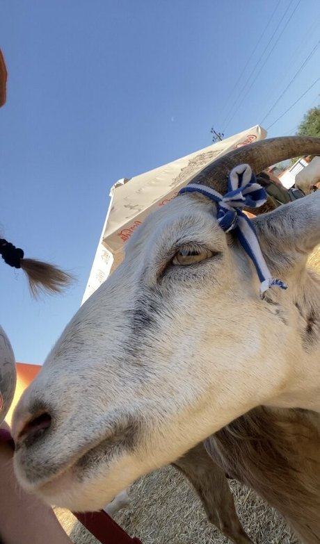 florence agapi HDポルノスター 写真