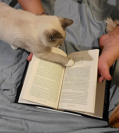 GamertoesKZ 美しい女優 ギャラリー