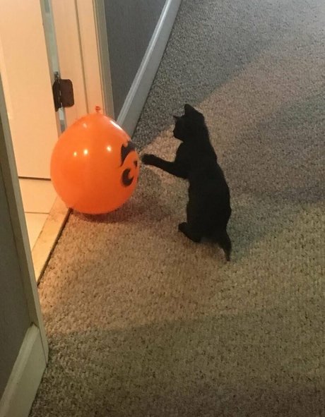 Lovebush1313 かわいいスター 画像