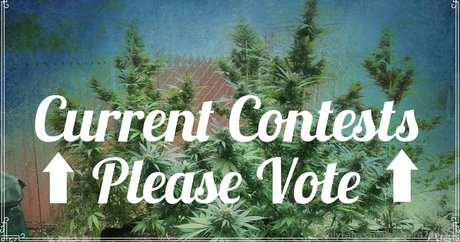 ginger420expo 高品質モデル 写真