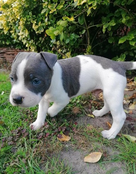 フェムボーイアジアンOnlyFans ホットヌード 写真