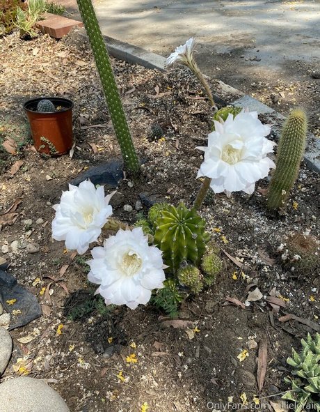 寝取られ異人種間OnlyFans 美しい ギャラリー